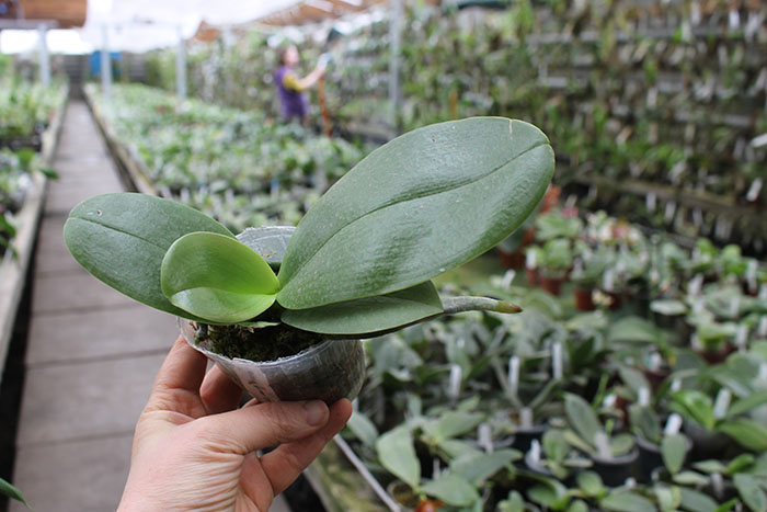 Phalaenopsis AL Redsun Queen 'Carribean Sunset' (clone).jpg