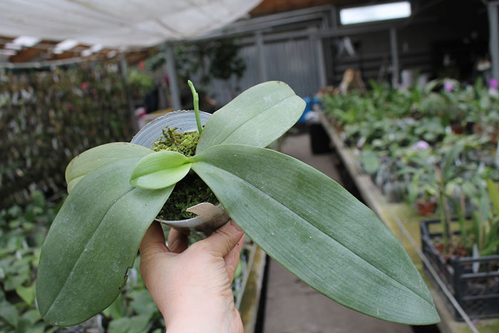 Phalaenopsis gigantea x Chang Yi 'Green Giant'.jpg