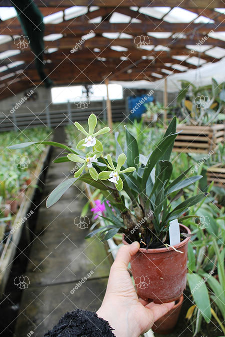 Epidendrum floribundum.jpg