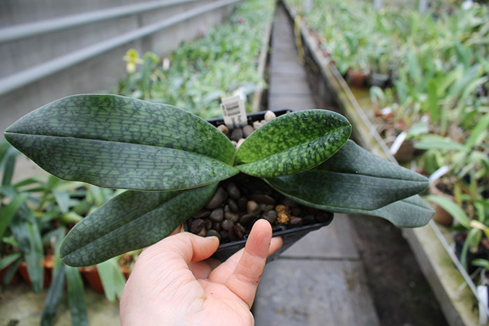 Paphiopedilum Joyce Hasegawa (delenatii x emersonii).jpg