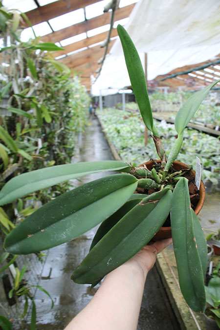 Cattleya Vestalis (maxima x dowiana).jpg