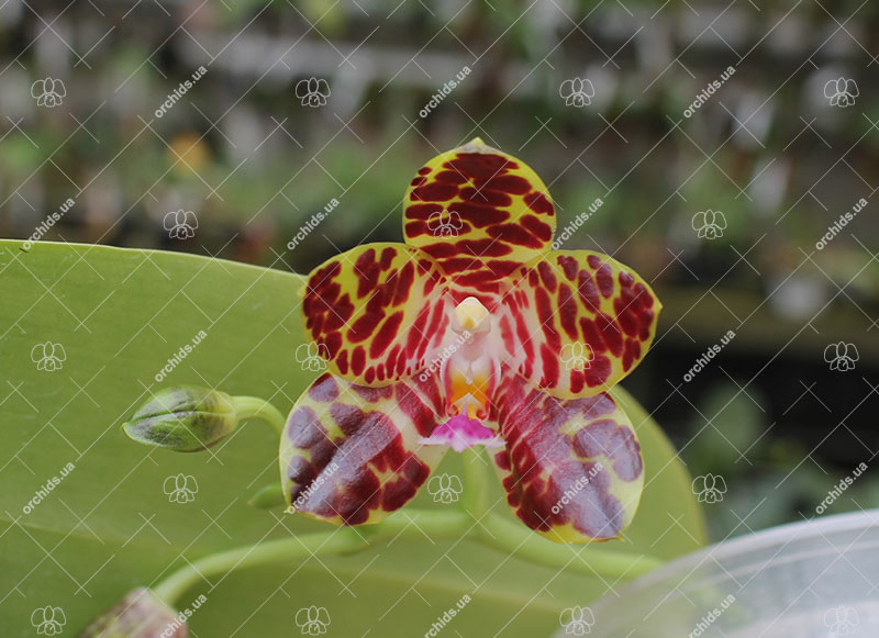 Phalaenopsis David Lim.jpg