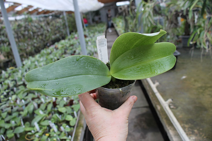 Phalaenopsis Joy spring Tina 'Tina'.jpg