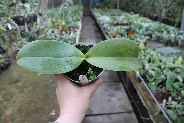 Phalaenopsis Joy Auckland Beauty 'Joseph Wu'.jpg