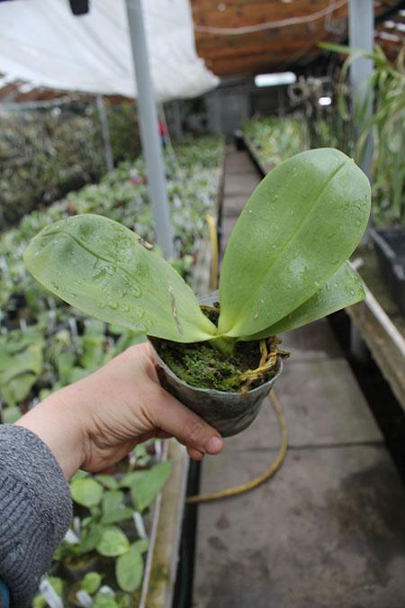 Phalaenopsis Joy Spring Canary 'Green Lotus‘.jpg