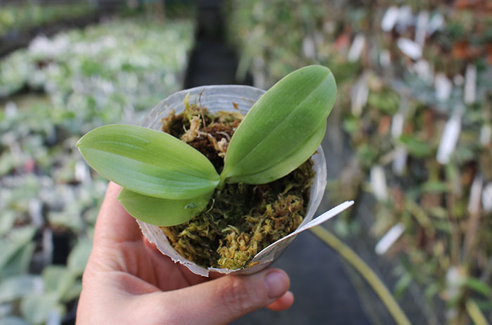 Phalaenopsis speciosa 'Bronze Blue Lip'.jpg