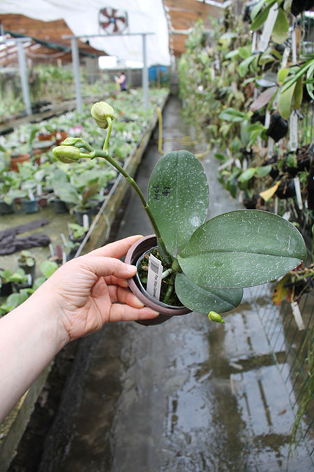 Phalaenopsis Mituo Diamond.jpg