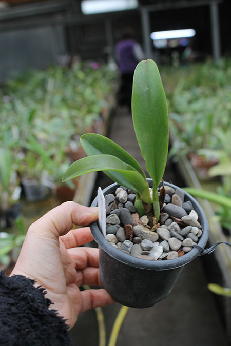 Rhyncholaeliocattleya Shinfong Luohyang x Haadyai Delight.jpg