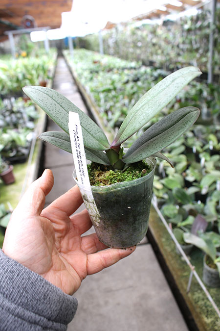 Phalaenopsis An Tai Jade'KS-1000' (4N).jpg