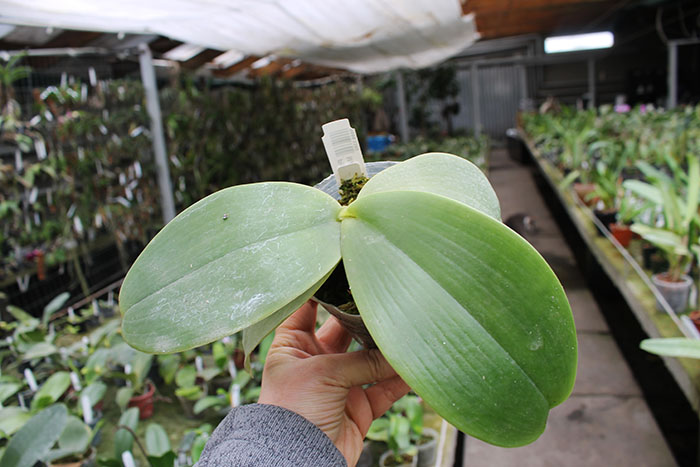 Phalaenopsis gigantea x Mituo Coral Mambonosa.jpg