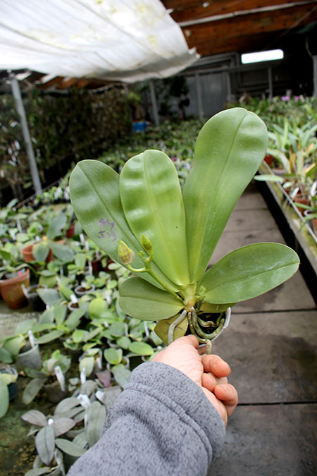 Phalaenopsis (Gelblieber 'B#1' x Hsia's Focus) x Magnificent Mibs.jpg