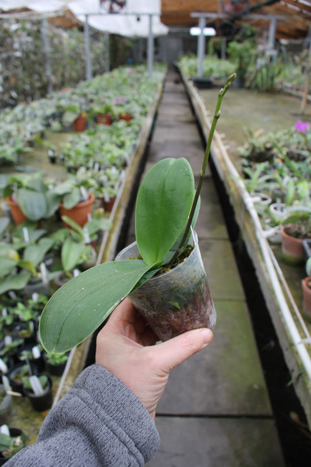 Phalaenopsis Timothy Christopher 'Joseph Wu'.jpg