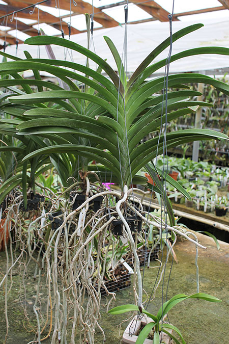 Vanda Robert Delight '#358'.jpg