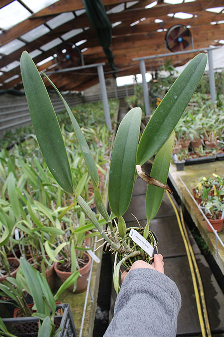 Cattleya eldorado 'M Ito'.jpg