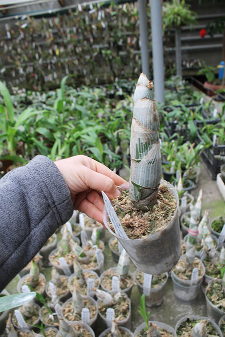 Cycnoches Jumbo Cooper 'SVO’ x Cycnoches Alexis Jesus Pardo 'Sleeper Keeper’.jpg