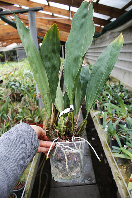Bifrenaria tyrianthina escura 'AWZ'.jpg