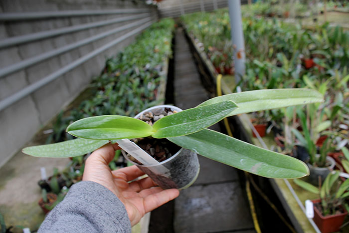 Paphiopedilum sanderianum.jpg