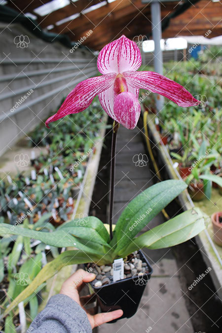 Paphiopedilum delenatii x Lady Isabel.jpg