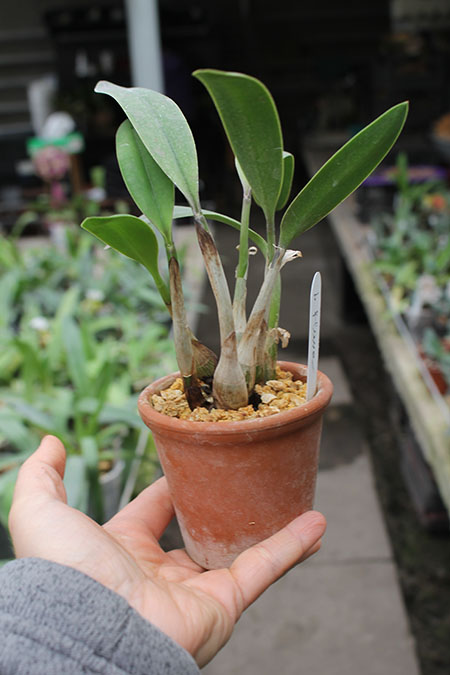 Laelia flava.jpg