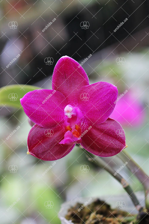 Phalaenopsis (Gelblieber x Coral Isles) x violacea.jpg