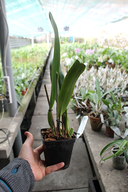 Laeliocattleya Esbetts Clown 'Blumen Insel'.jpg