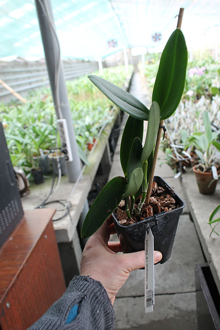 Brassolaeliocattleya Chunyeah x Brassavola digbyana.jpg