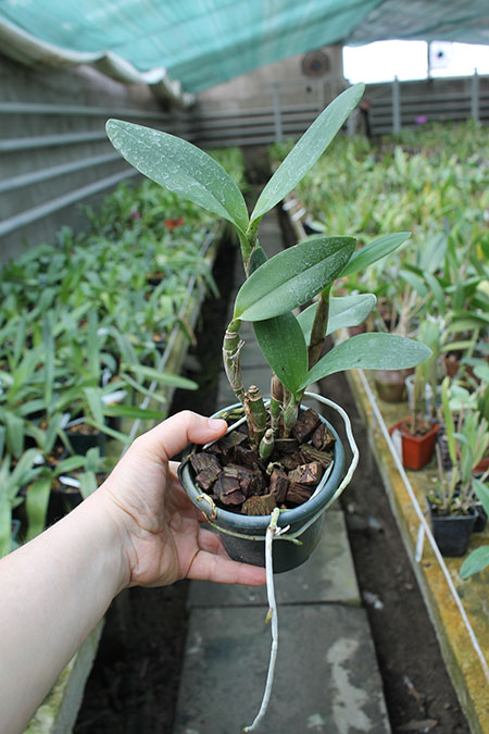 Epicatanthe Gold Coast.jpg