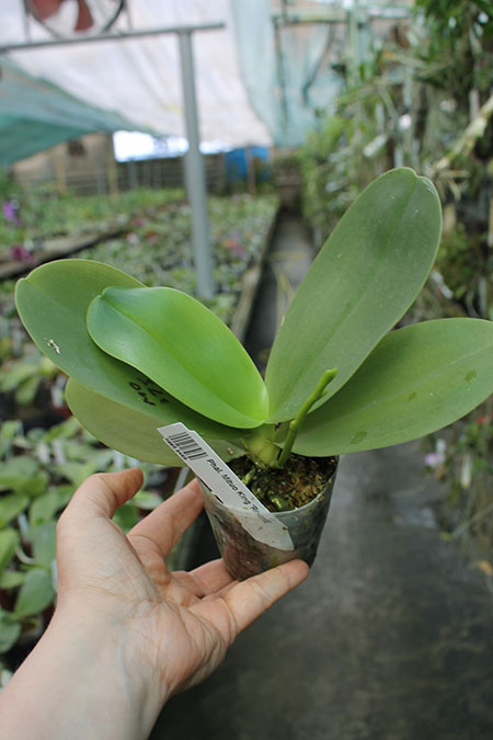 Phalaenopsis Mituo King 'Round'.jpg