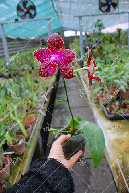 Phalaenopsis (AL Sun Tiger x Zheng Min Tyrannosaurus).jpg