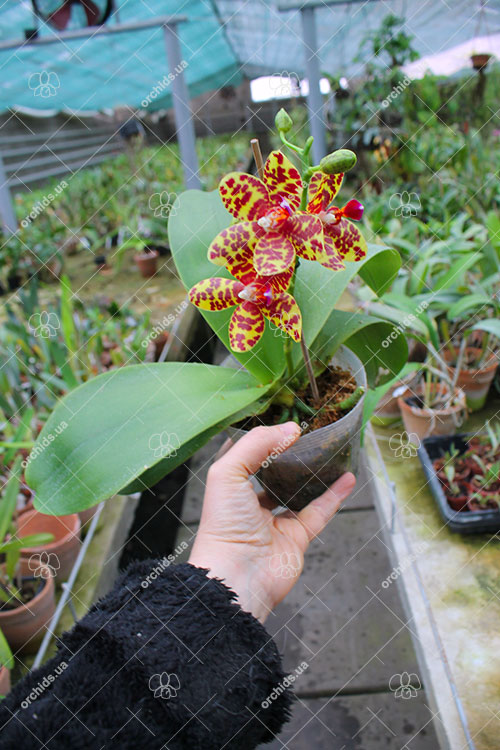 Phalaenopsis Chang Jo (Chang Jhih Rose x Jong's Gigan Cherry).jpg