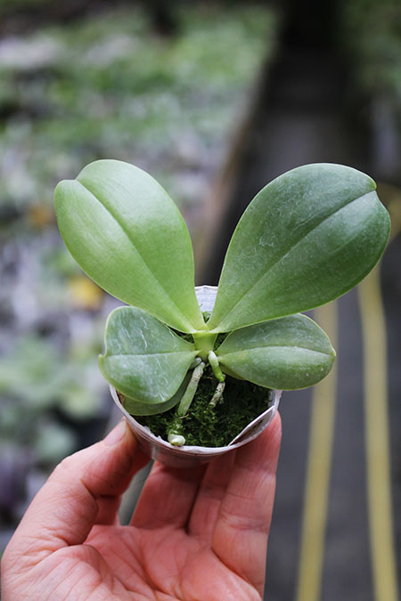 Phalaenopsis Yungho Gelblitz x violacea indigo.jpg