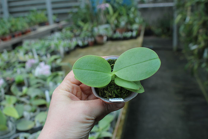 Phalaenopsis violacea indigo x (violacea x Su-An Super Star).jpg