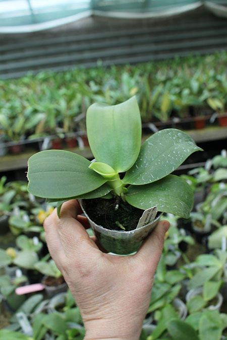 Phalaenopsis violacea indigo x ((tetraspis x speciosa) x violacea indigo).jpg