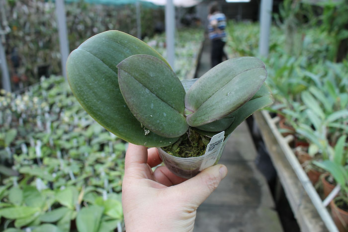 Phalaenopsis Joy Spring Venus.jpg