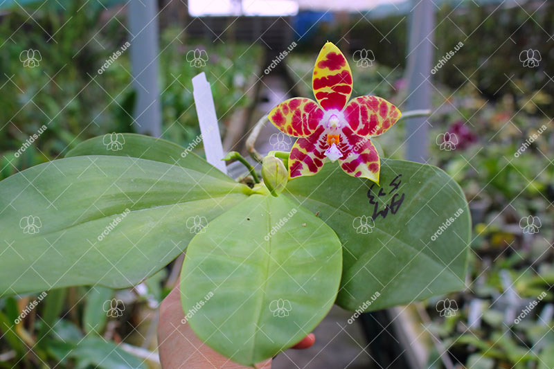 Phalaenopsis (Gelblieber 'B#1' x Hsia's Focus) x Magnificent Mibs.jpg