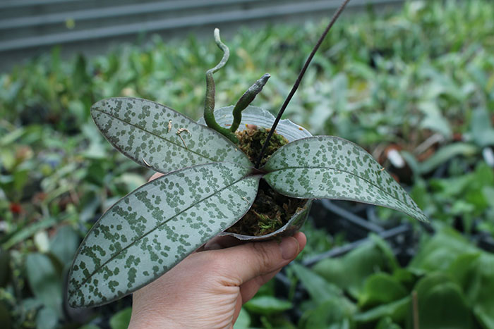 Phalaenopsis schilleriana silver leaves.jpg