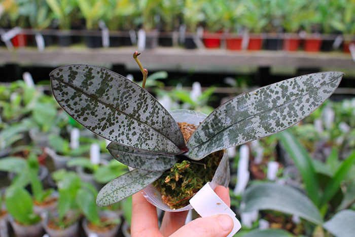 Phalaenopsis schilleriana x sib.jpg