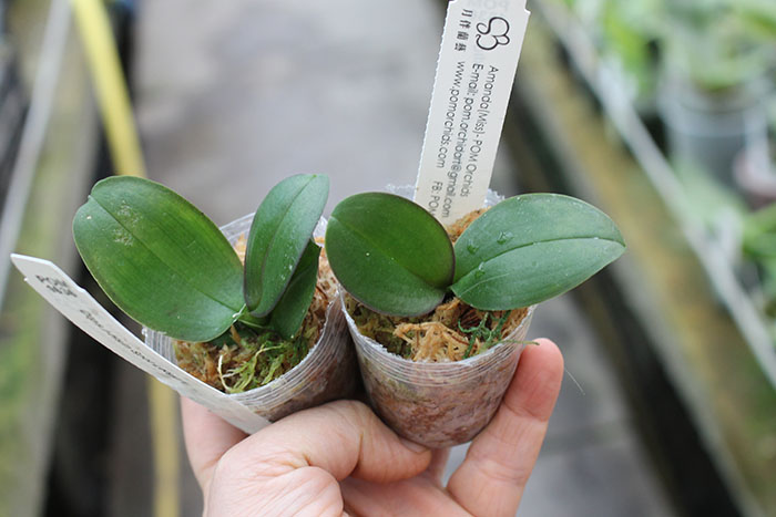 Doritaenopsis I-Hsin Spot Leopard 'peloric'.jpg