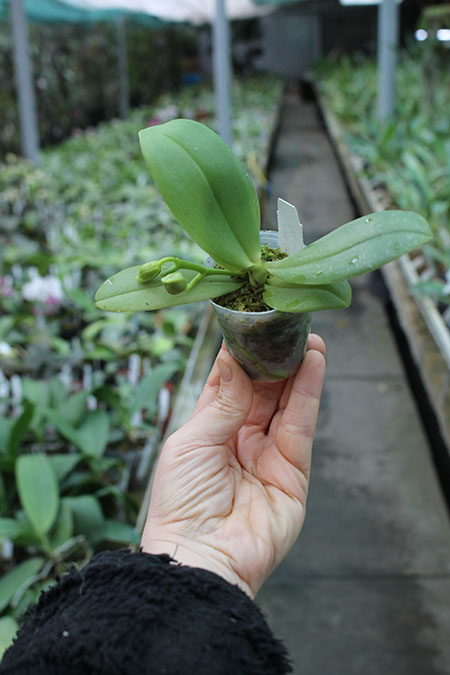 Phalaenopsis KS Super Zebra x AL Sun Tiger.jpg