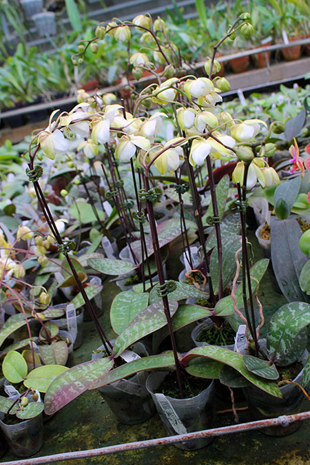 Phalaenopsis stuartiana yellow 'Joseph Wu'.jpg
