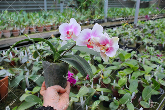 Phalaenopsis Yaphon Glad Canary (Yaphon Tris x Yungho Gelb Canary).jpg