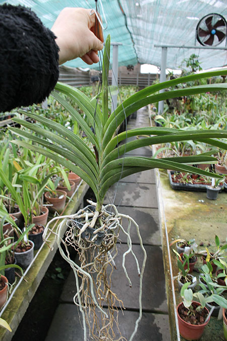 Vanda Chulee Delight.jpg