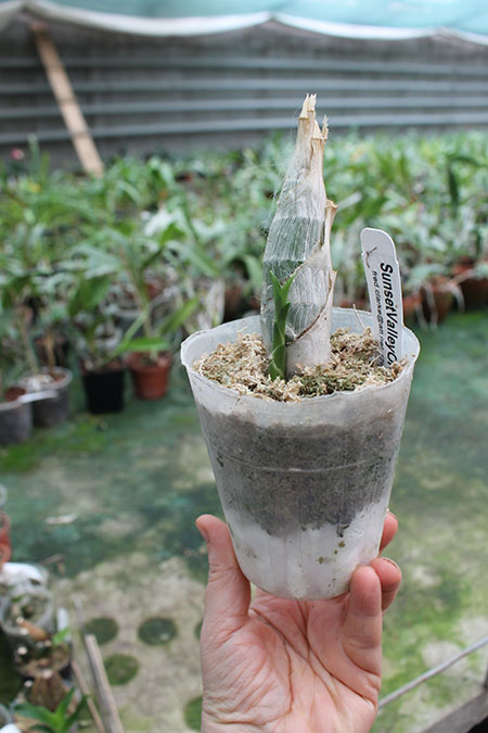 Catamodes Dragons Glade.jpg