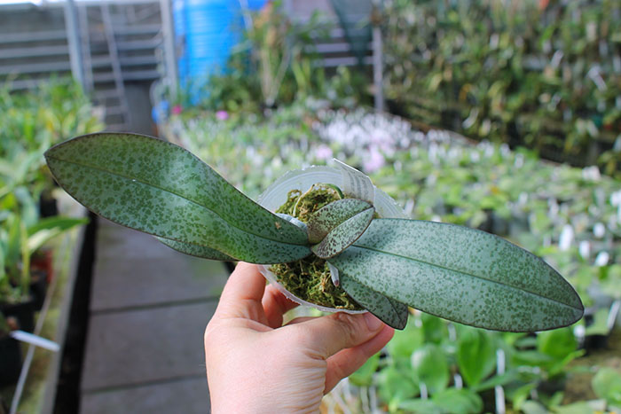 Phalaenopsis lindenii x celebensis.jpg