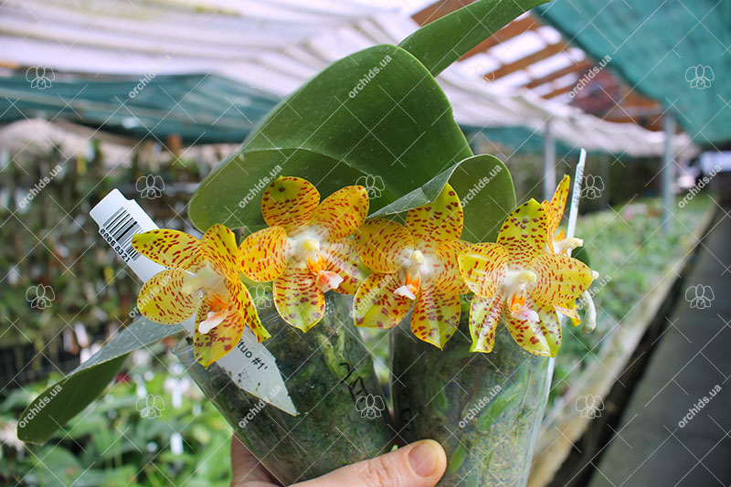 Phalaenopsis LD Giga King 'Mituo #1'.jpg