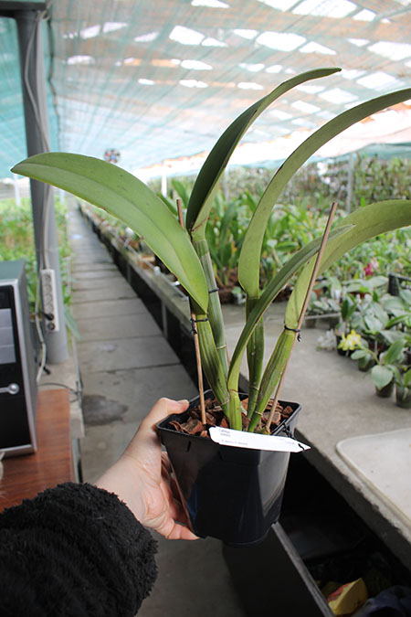 Cattleya Vestalis.jpg