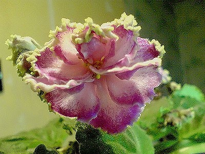 ЕК-Экзотика