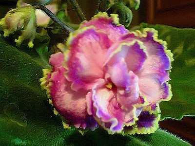 ЕК-Экзотика