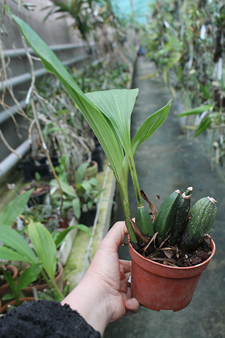 Angulocaste Red Jewel.jpg