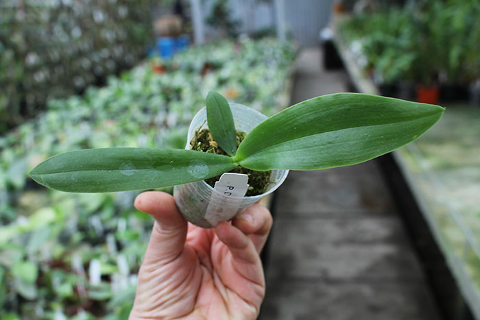 Phalaenopsis David Lim.jpg